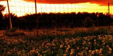 Investing in Renewable Energy: Your Guide to Profits in 2025 - Cover Image
